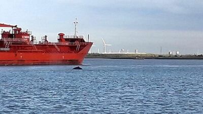 The whale that was spotted in the River Thames over the weekend has died, divers say. Richard Banner