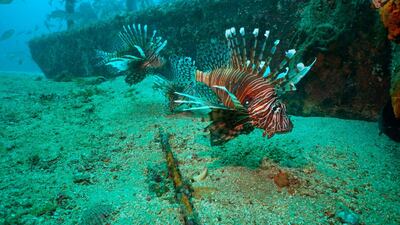 An artificial reef off Destin, Florida. Alex Fogg via AP