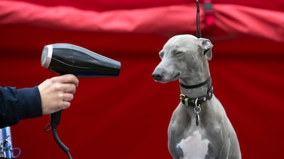 Lloyd the Italian Greyhound/Whippet cross is groomed on his way to Crufts, at Roadchef in Norton Canes, England. AP