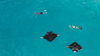 Guests can swim with manta rays at The Westin Maldives Miriandhoo Resort. Photo: The Westin Maldives Miriandhoo Resort
