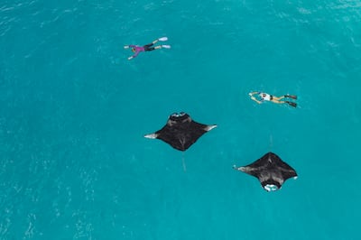 Guests can swim with manta rays at The Westin Maldives Miriandhoo Resort. Photo: Westin Maldives Miriandhoo Resort
