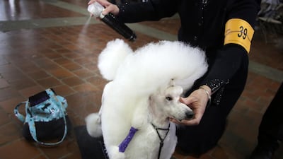 Denise Agre-gill uses a styling spray to groom her toy poodle Andre before they compete in the Best of Breed event. Photo: AP