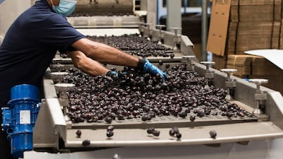 Worker sorting thousands of dates at Al Barakah Dates Factory in Dubai Industrial City. Photos by Leslie Pableo / The National