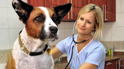 Dr Katrin Jahn at the German Veterinary Clinic, which was set up ten years ago. Courtesy: Digital Farm