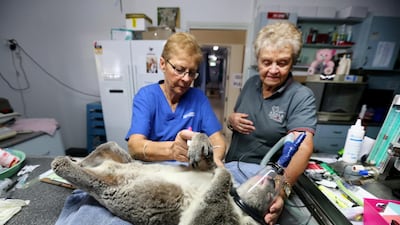 Clinical Director Cheyne Flanagan (L) and Barbara Barrett treating a rescued koala for burns