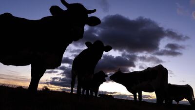 Cows stand on a meadow as sun rises in Uttenweiler-Dieterskirch, southern Germany. AFP