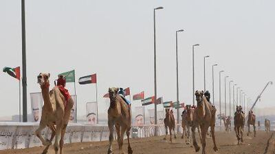 Race in progress in Sheikh Category yesterday at Al Wathba camel race finals.