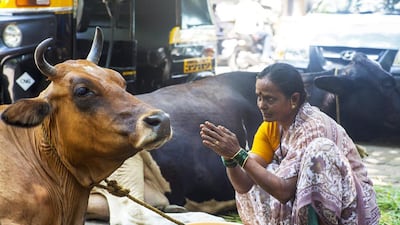 The cow is considered sacred in Hindu Culture. Subhash Sharma for The National / March 11, 2015