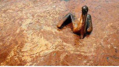 A pelican sits in a pool of oil that spilt in the Gulf of Mexico in June. The US government has sued BP and eight other companies over the oil spill.