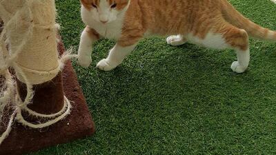 Pickle was near death when he was rescued. Courtesy Animal Action UAE