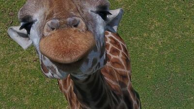 A curious giraffe peers up at a drone, in Bioparque Estrella in Chapa de Mota, Mexico State, Mexico. AP