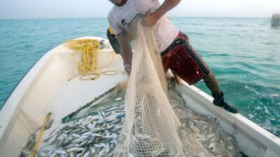 Fishermen collect their nets full of fish near Al Bateen port. Nicole Hill for The National