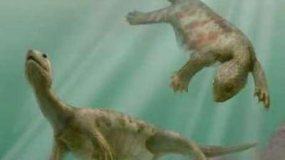 An artist's impression of an ancestral turtle from the Triassic Period whose 220 million-year-old fossil was found in Guizhou Province, China.