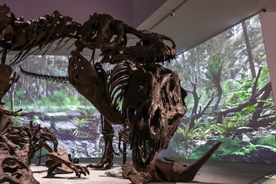 Two skeletal Tyrannosauruses battle over the remains of a Triceratops. Victor Besa / The National