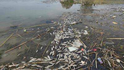 Dozens of rotting fish float on the surface of polluted marshes in southern Iraq. AFP