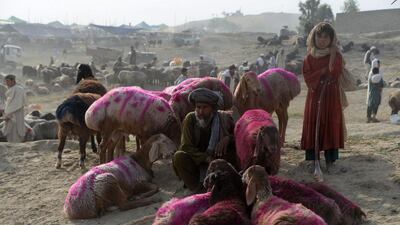 An Afghan vendor waits for customers at a cattle market set up for the upcoming Muslim holiday of Eid al-Adha, on the outskirts of Jalalabad. Noorullah Shirzada / AFP