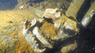Dog skulls found at the Ines wreck, 70 metres under water, in Fujairah. Courtesy Simon Nadim / XR Hub