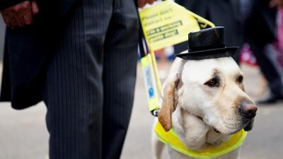 Guide dog Jimbo attends day three of Royal Ascot at Ascot Racecourse. Reuters