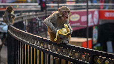 New Delhi in 2018 recorded 950 instances of people being bitten by monkeys.