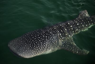 Whale shark. Delores Johnson / The National