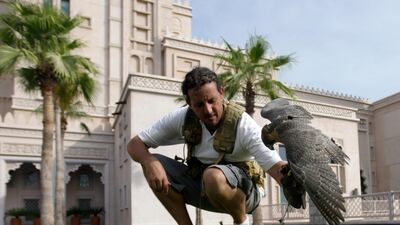 Dubai - July 26 2011: Nimr is rewarded for her work with chicken meat after finishing her patrol of the resort. Using falcons as a means of pest control has been around for some time and numerous companies in Europe and North America use the birds to keep???