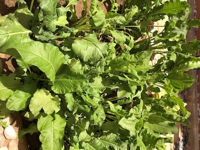 Beetroot is said to clear blocked veins, and spleen and kidney disorders.