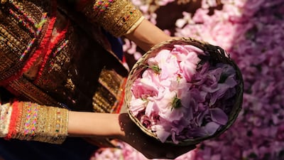 Omani rock rose being harvested for Amouage perfumes. Photo: Amouage