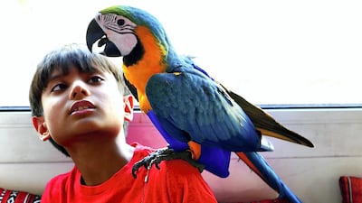 Elijah was likely spooked by birds of prey in the area and flew off to seek refuge.