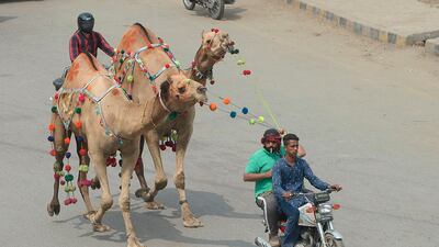 People lead camels purchased from an animal market ahead of the Muslim festival Eid al-Adha in Lahore. AFP