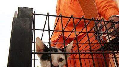 A worker at Sharjah Cats and Dogs Shelter catches a stray kitten at Rahmania district.