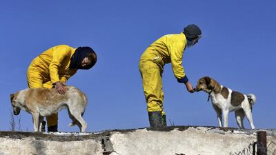 More than 500 dogs find care and affection at the Vafa Animal Shelter, which was established through an endowment in 2004.