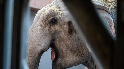 The 39-year-old male elephant Naing arrives at the Copenhagen Zoo, in Copenhagen, Denmark. EPA