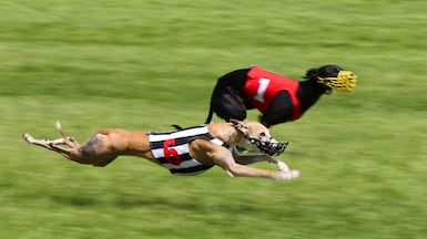 Greyhounds race at the Sluzewiec Racecourse in Warsaw, Poland. The first greyhound race in the track's history was held as part of the Gentleman's Day event. EPA