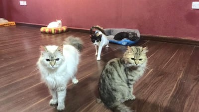 The cafe is currently closed to the public and is tentatively looking to open at the end of Ramadan. Ailuromania Cafe