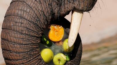 An elephant tastes frosted fruits in its facilities at Bioparc Zoo in Valencia, eastern Spain. EPA