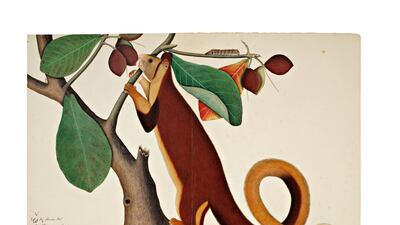 'A Malabar Giant Squirrel in an Almond Tree', from the Impey album, signed by Shaykh Zayn Al-Din, Company School, Calcutta, dated 1778 (est £200,000-£300,000). Photo: Sotheby's
