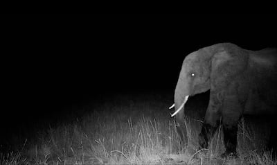 The first photo of a ghost elephant captured by a motion controlled camera. Photo: The Wilderness Project Archive
