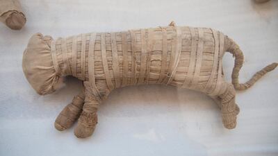 Several mummified cats were also discovered. EPA