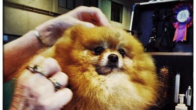 A Pomeranian is groomed by its owner.