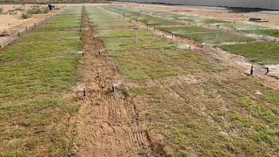 The liquid nanoclay being sprayed on grass in Dubai. The stretches replicate a Dubai Municipality park. Courtesy Desert Control Middle East