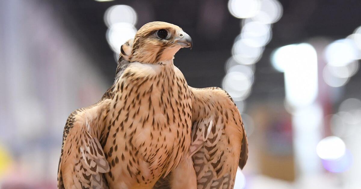 Falcon Competitive Abu Dhabi falcon competition judge reveals what makes the perfect bird ...