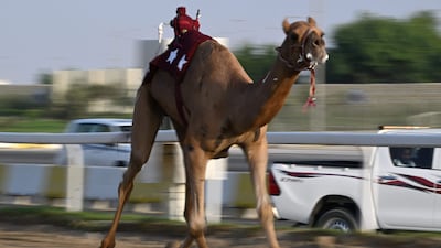 A camel races in Al Sheehaniya municipality