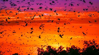 Episode 3, Weather: millions of fruit bats leave their roost at sunset to head into the surrounding forest to feed in Zambia. Photo: Ed Charles / Silverback Films 2017