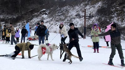 Two playful dogs get their owners in a tangle during the race.
