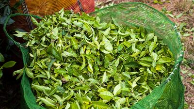 Full bags of freshly picked tea leaves on the Lockhart Tea Estate. Simon de Trey-White for The National