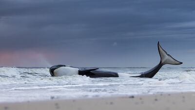 'Last gasp', capturing a beached orca at Cadzand-Bad, Zeeland, the Netherlands by Lennart Verheuvel, has won the Oceans: The Bigger Picture award. Lennart Verheuvel / Wildlife Photographer of the Year / PA