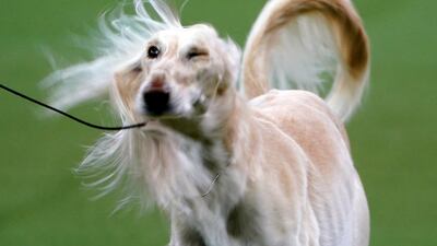 Desert dog: A saluki named Stewart is judged at the 2020 Westminster Kennel Club Dog Show on February 10, 2020. Reuters