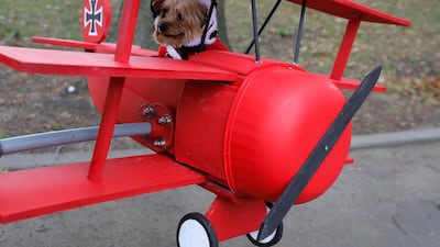 Lincoln the Yorkshire Terrier, dressed as the Red Baron, sits in his costume at the Tompkins Square Halloween Dog Parade in Manhattan, New York City. Reuters