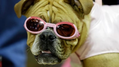 Harley in its pink goggles waits to be judged.