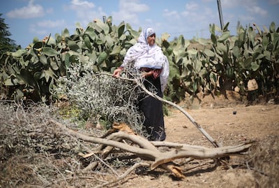 A Gazan farmer assesses the damage caused to olive trees as Israel's war on the enclave rages. AFP